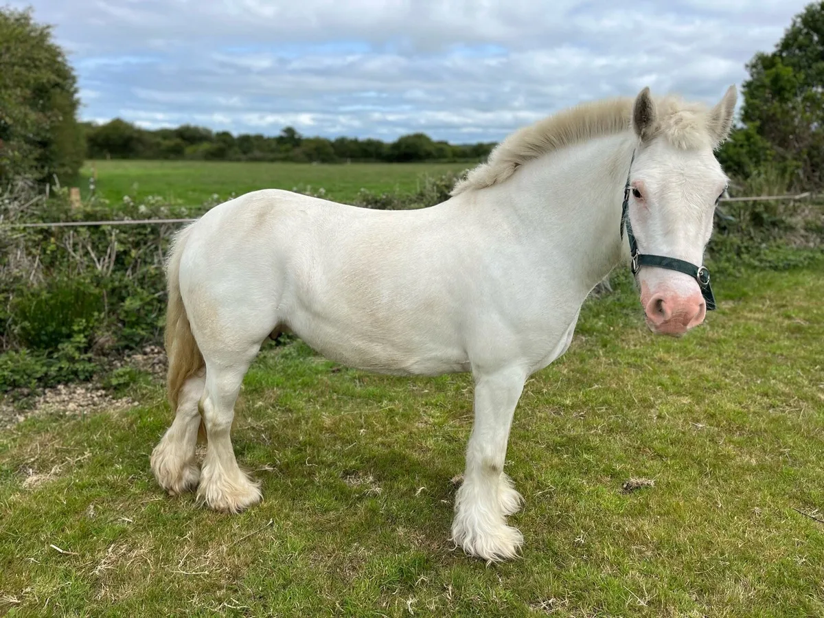 Cob pony 13hh, quite, safe, ultimate beginner pony - Image 2