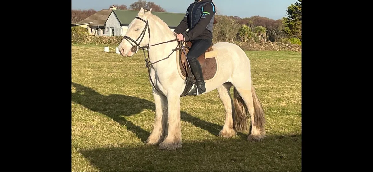 Cob pony 13hh, quite, safe, ultimate beginner pony - Image 4