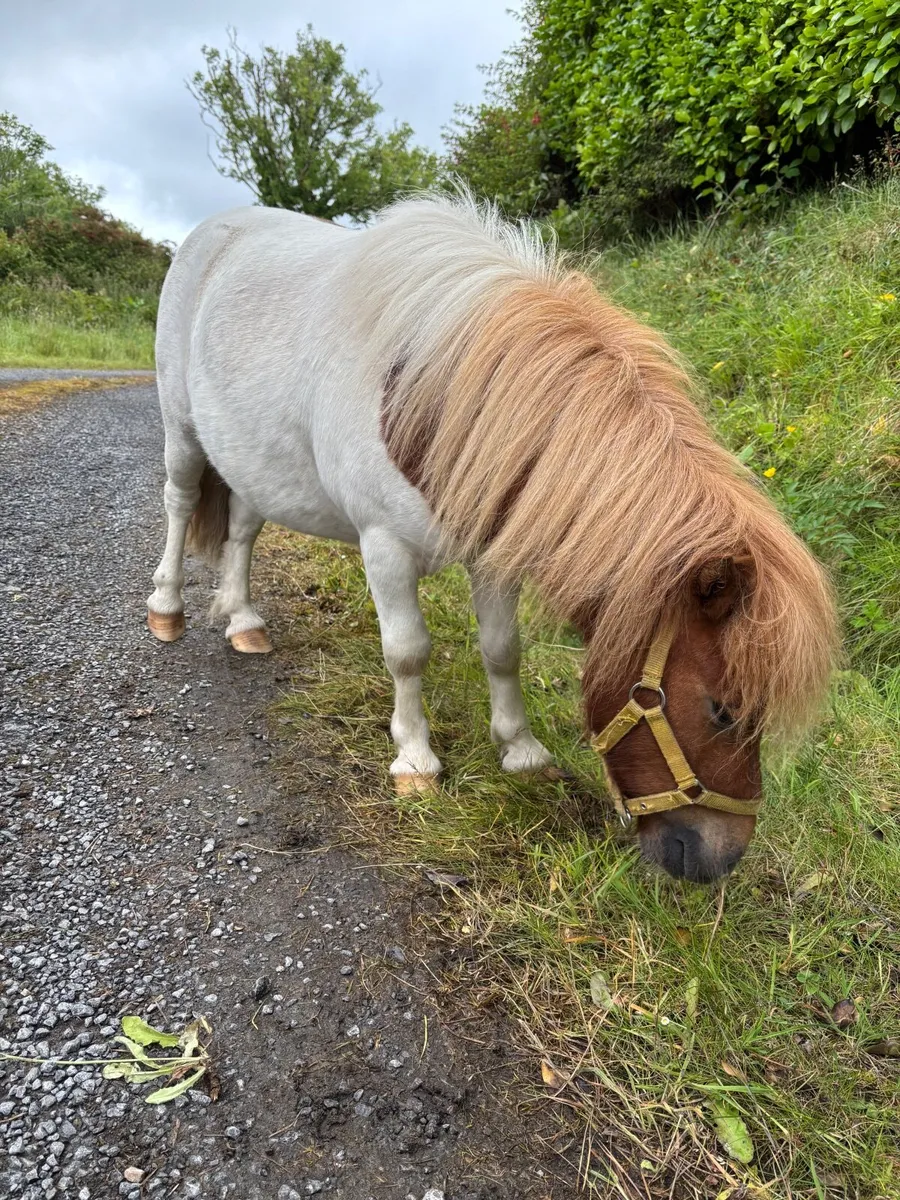 Shetland Pony - Image 1