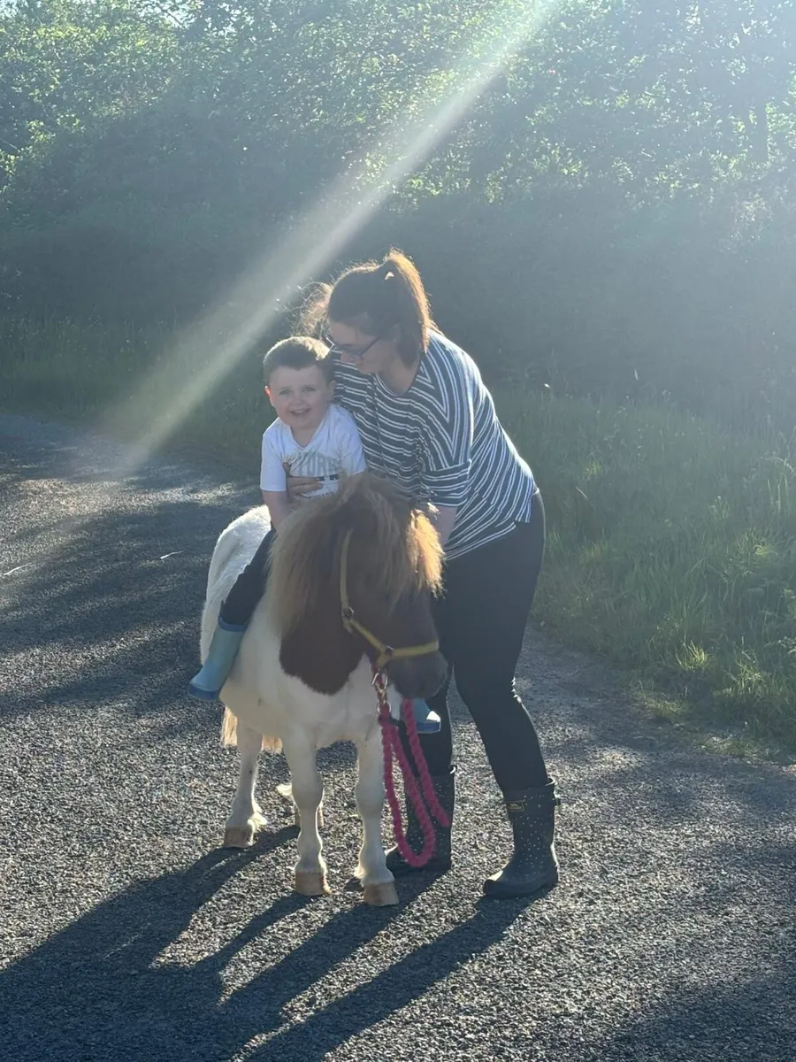 Shetland Pony - Image 2