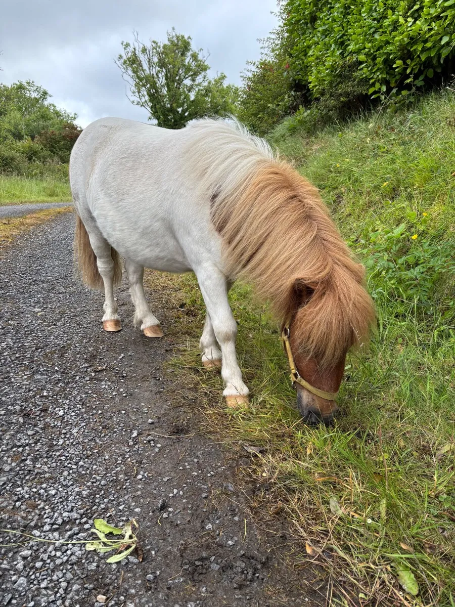 Shetland Pony - Image 3