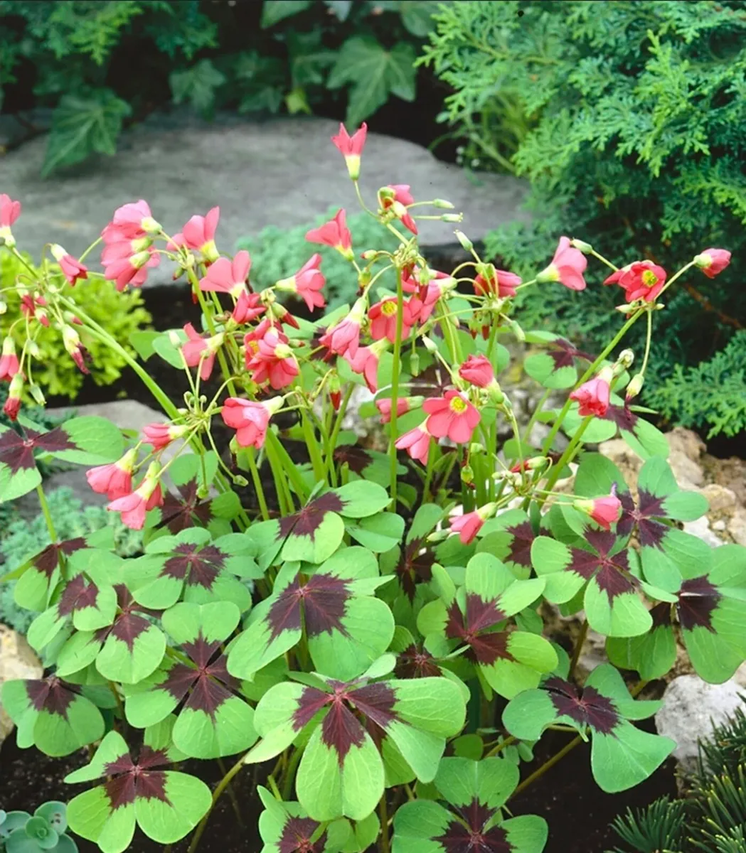 Plants 🪴 - Image 2