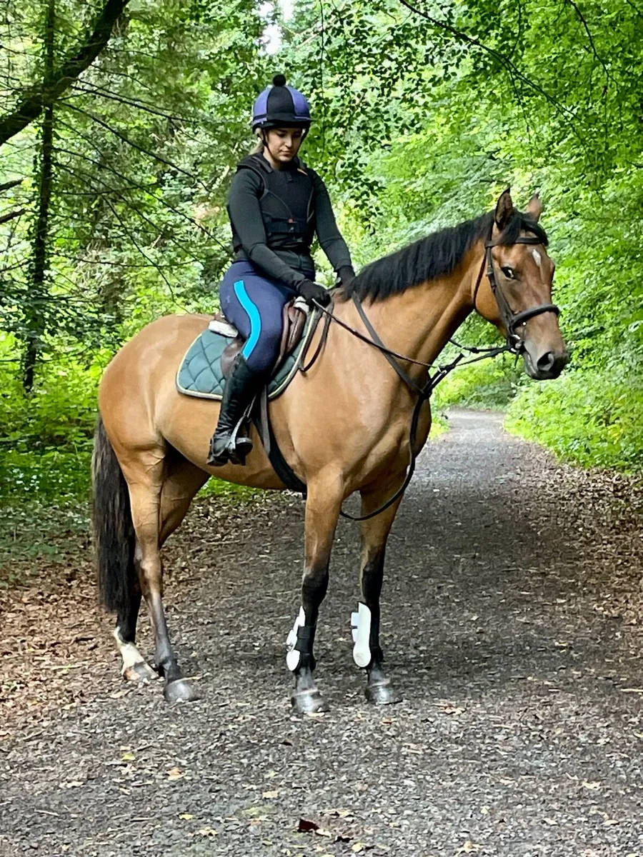 Golden Dun 4 yo mare - Image 3