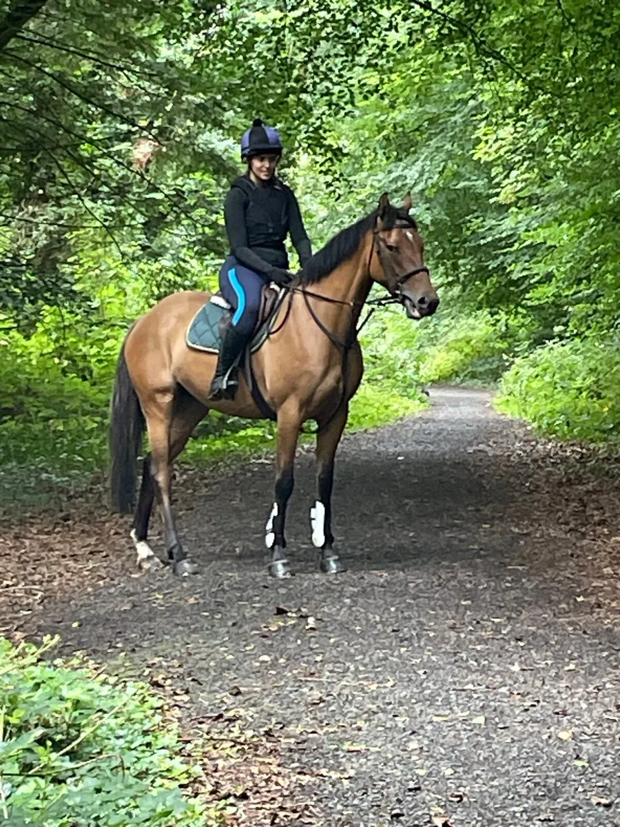 Golden Dun 4 yo mare - Image 2