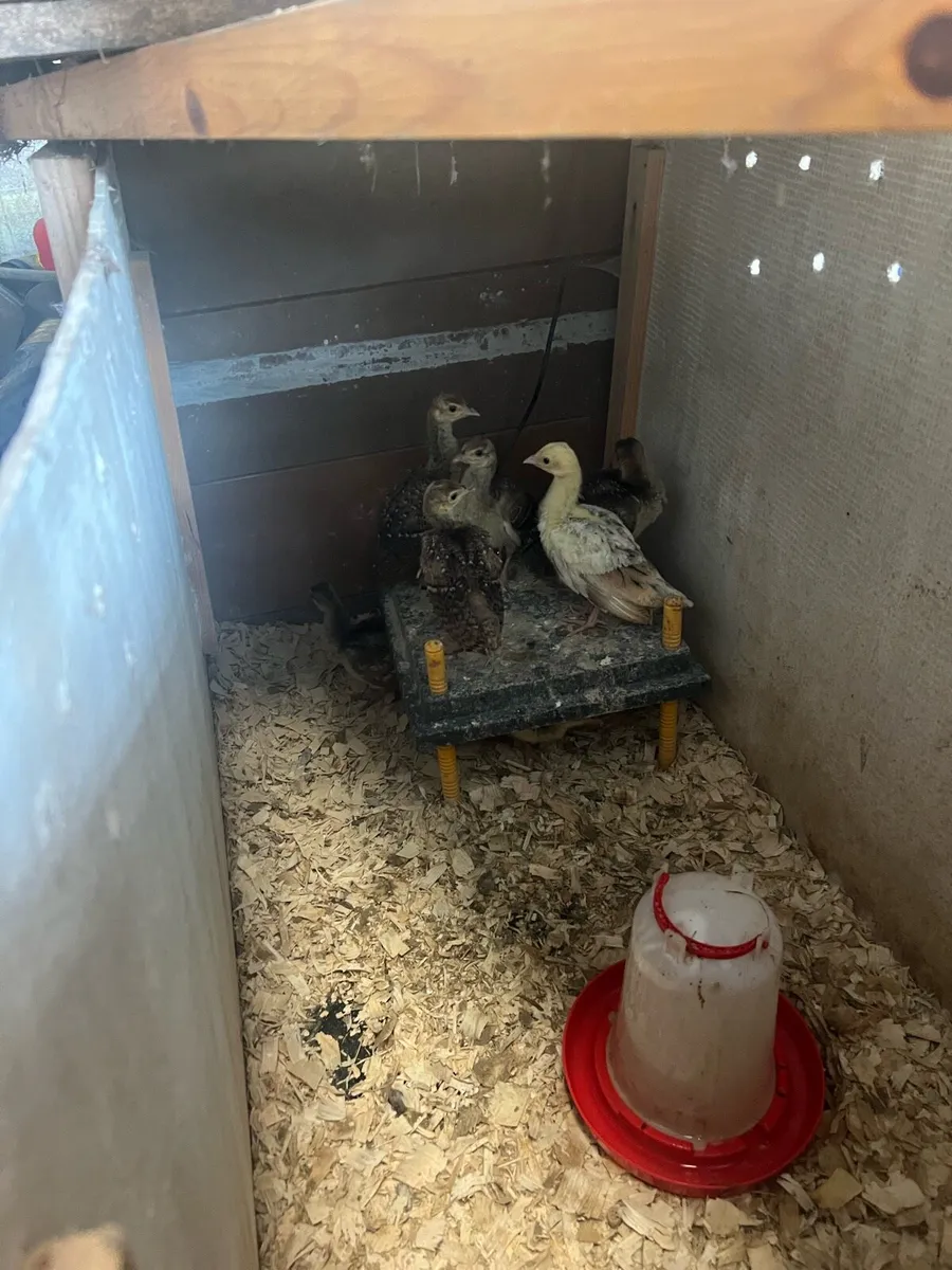 Peachicks - Image 1