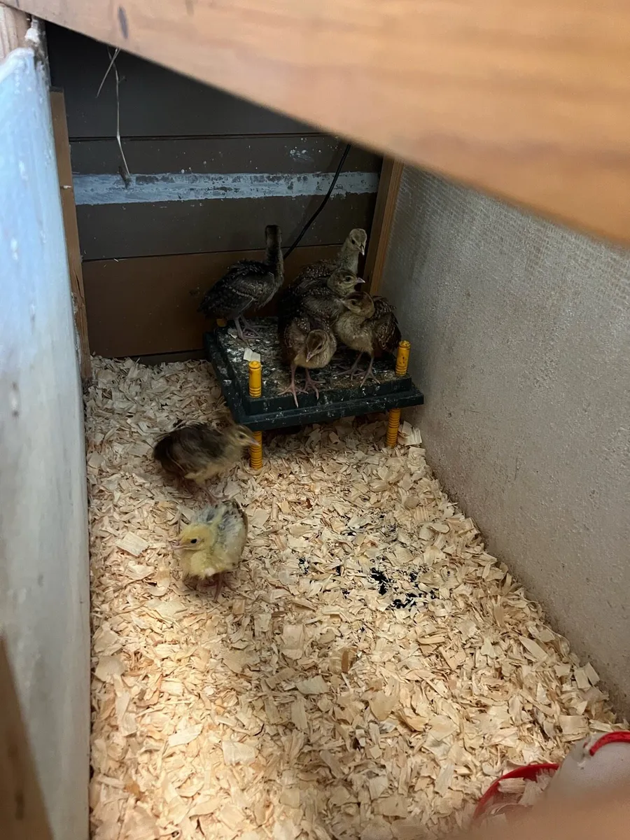 Peachicks - Image 2