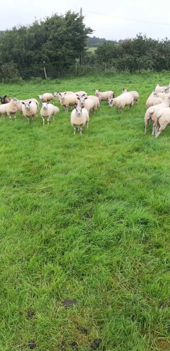 Ram lambs and Ewe lambs - Image 1
