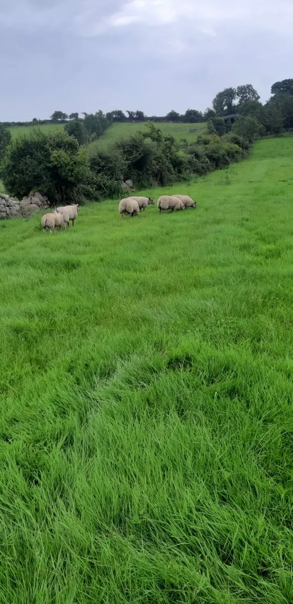 Ram lambs and Ewe lambs - Image 2