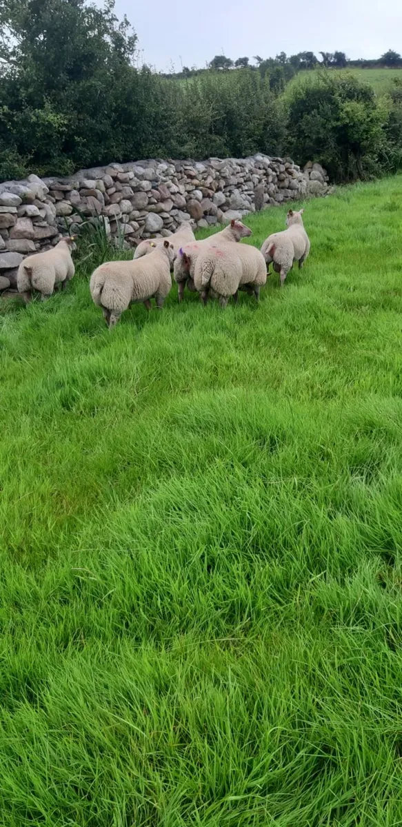 Ram lambs and Ewe lambs - Image 3