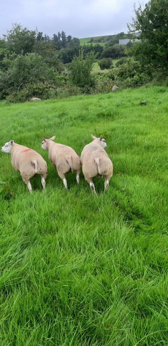 Ram lambs and Ewe lambs - Image 4