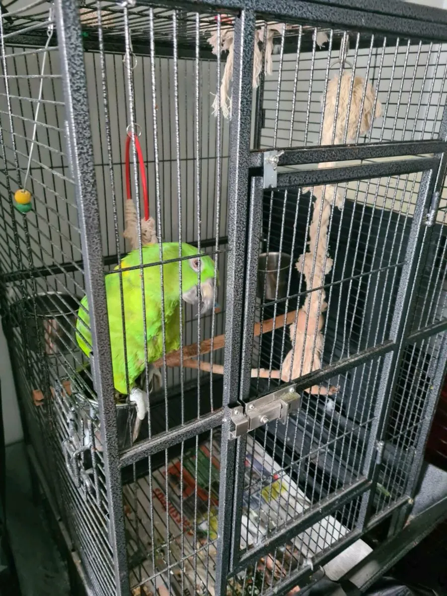 Yellow  named amazon parrot - Image 1