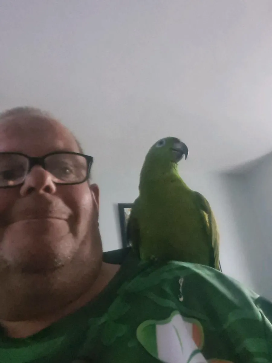 Yellow  named amazon parrot - Image 2
