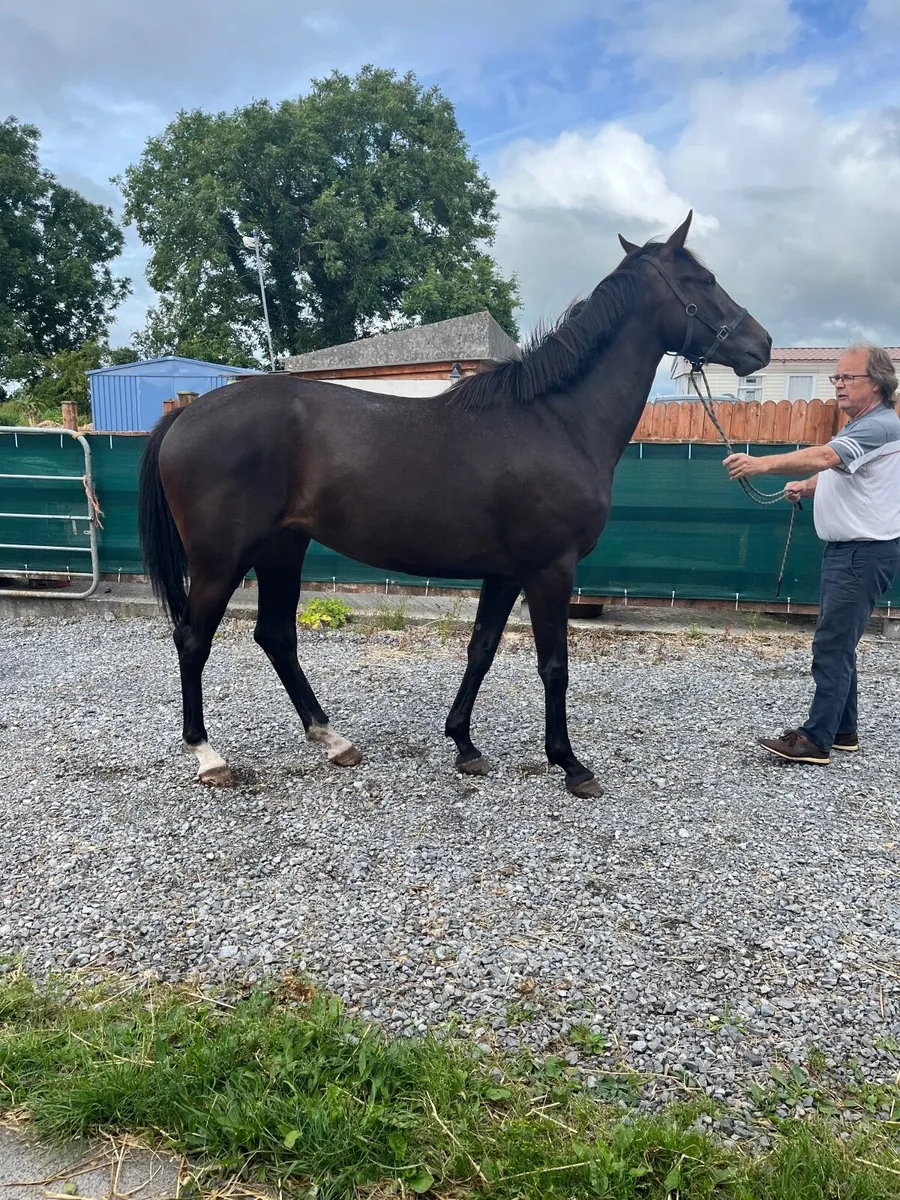 Valirann 3 year old filly - Image 1