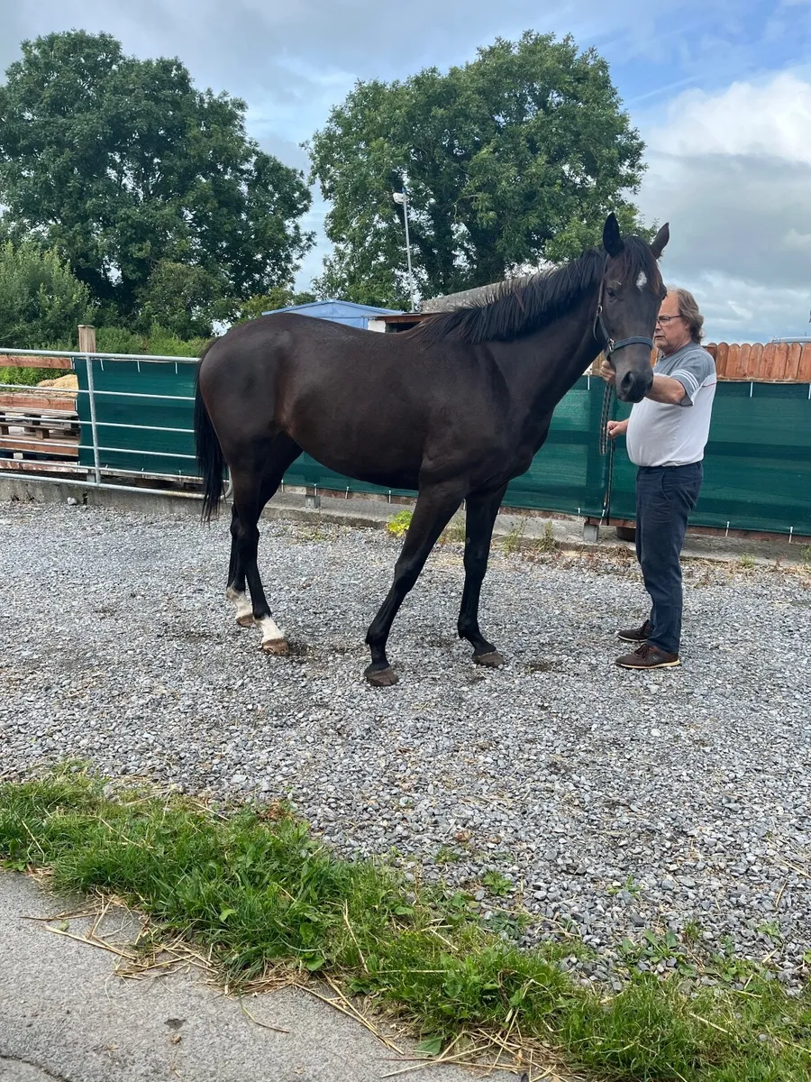 Valirann 3 year old filly - Image 2