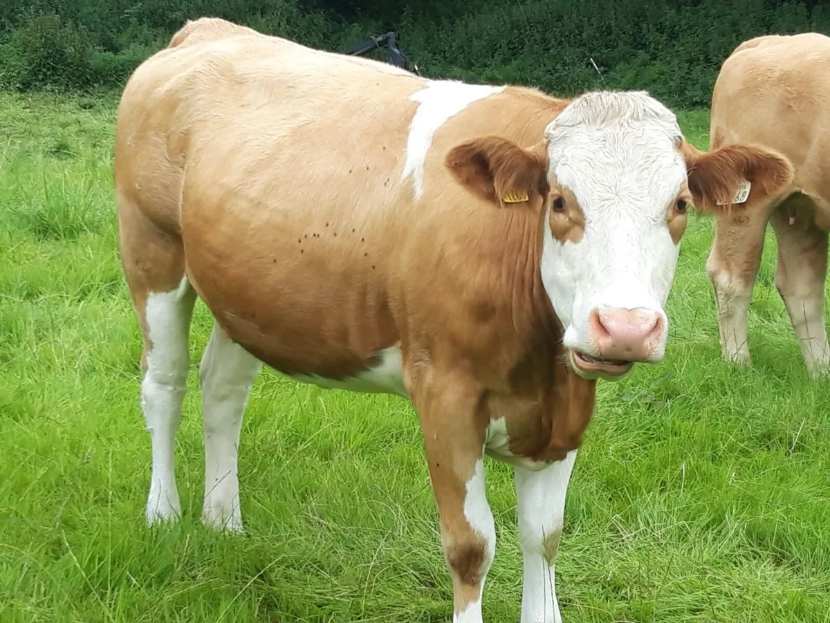 In calf Heifers - Image 1