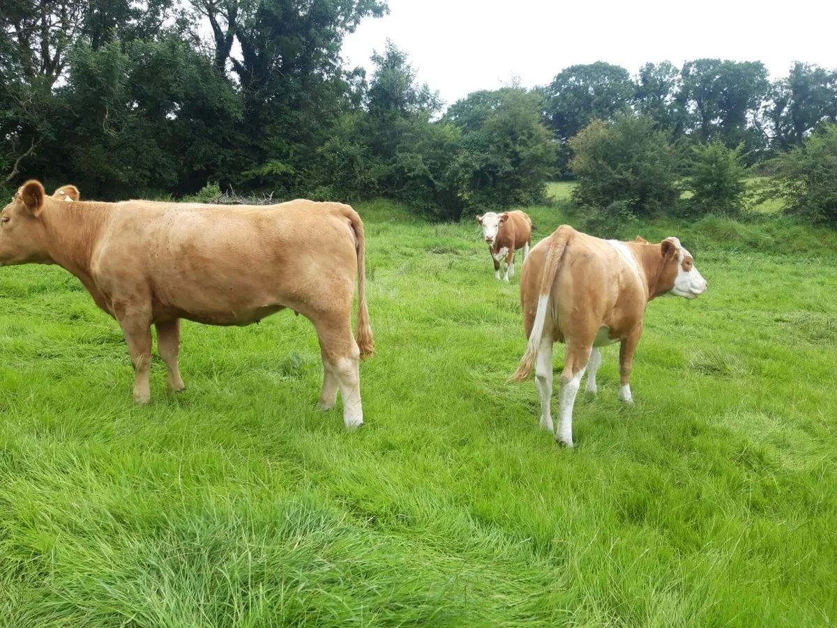 In calf Heifers - Image 2
