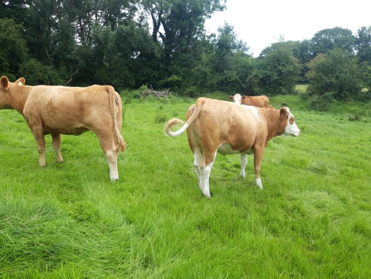 In calf Heifers - Image 3