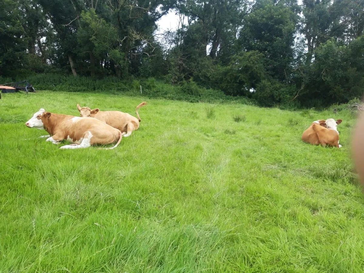 In calf Heifers - Image 4