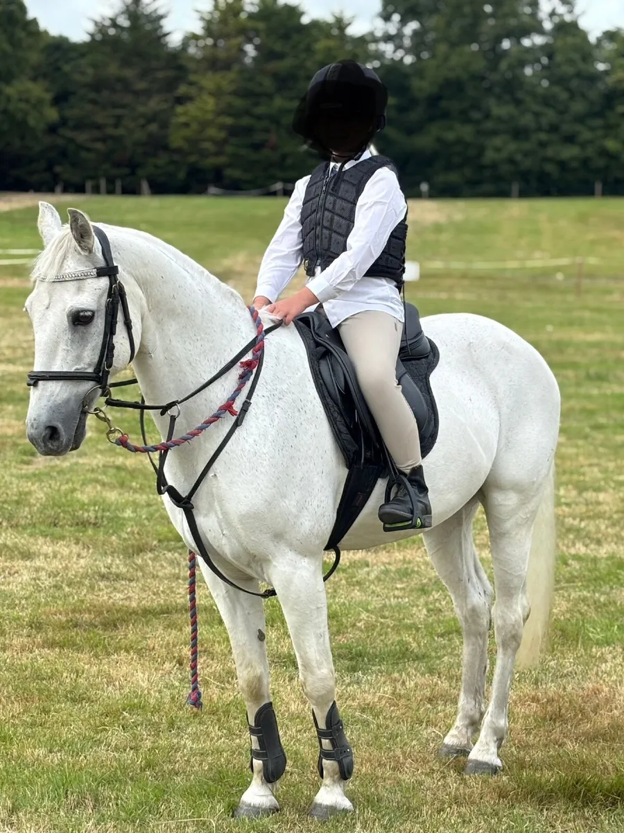 13.2 pony Grade A Connemara for LEASE.. - Image 3