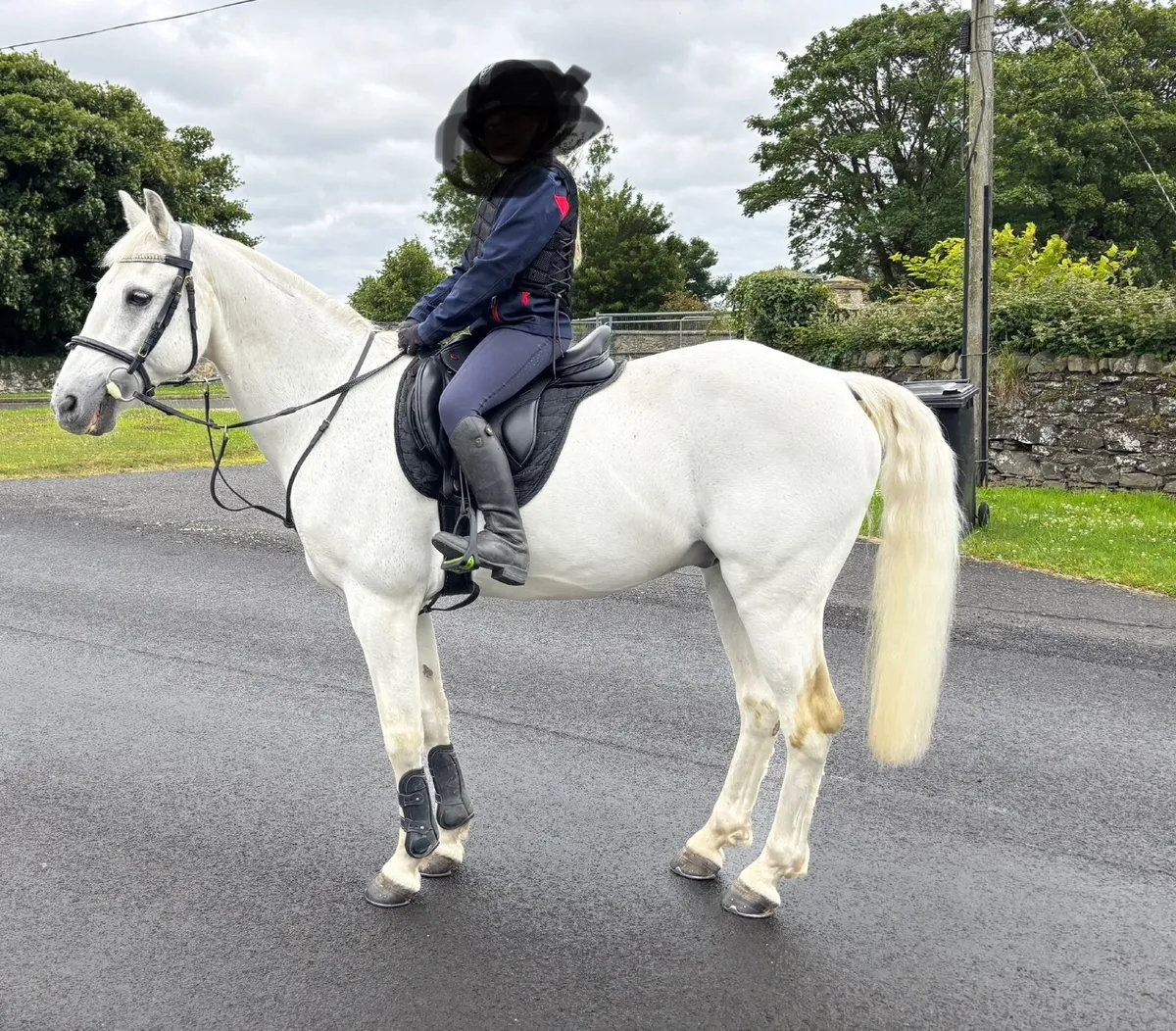 13.2 pony Grade A Connemara for LEASE.. - Image 4