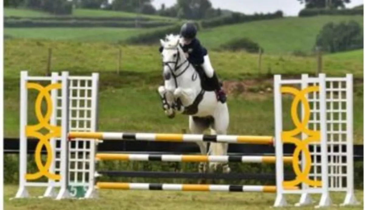 13.2 pony Grade A Connemara for LEASE.. - Image 1