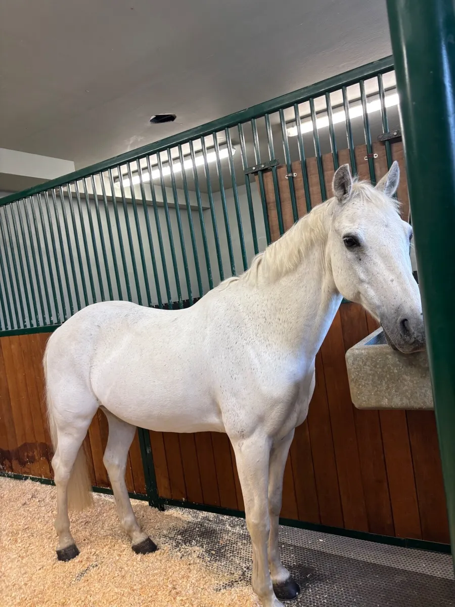13.2 pony Grade A Connemara for LEASE.. - Image 2
