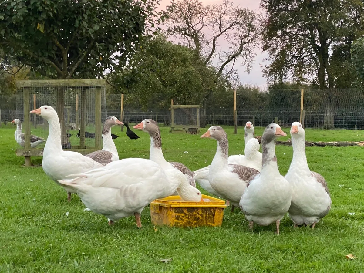 Shetland geese - Image 2