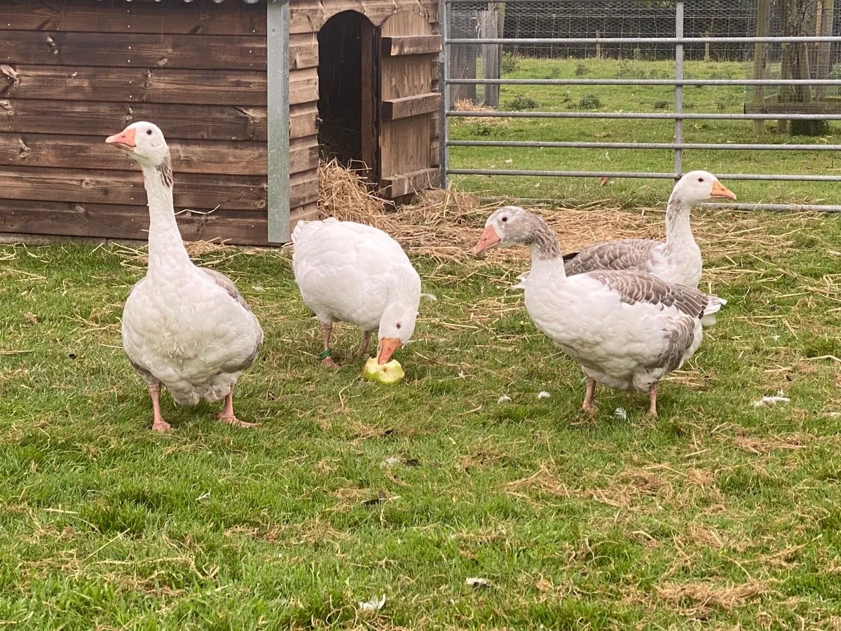 Shetland geese - Image 4