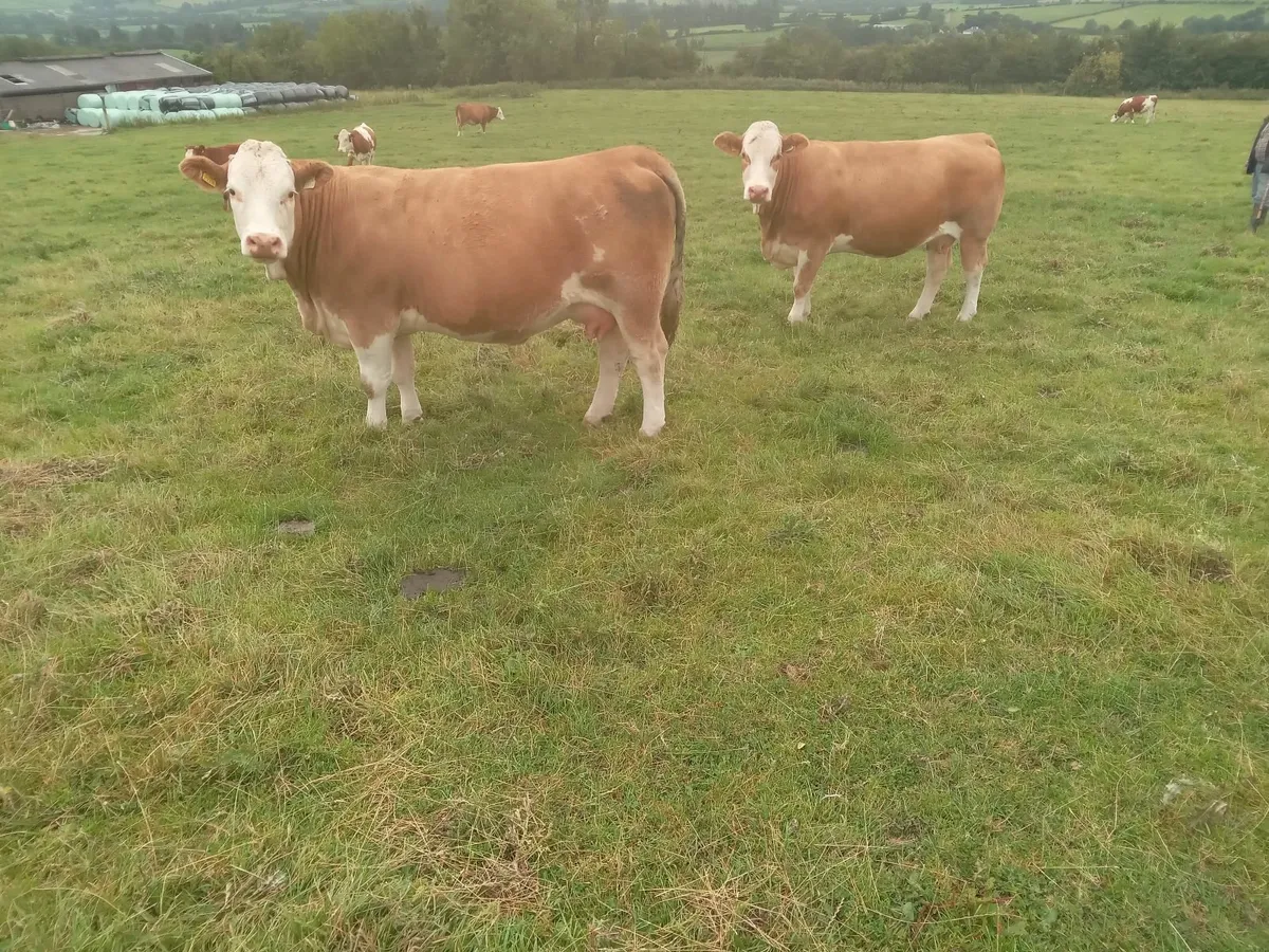 Springers roscrea mart friday 25 july frank coffey - Image 4