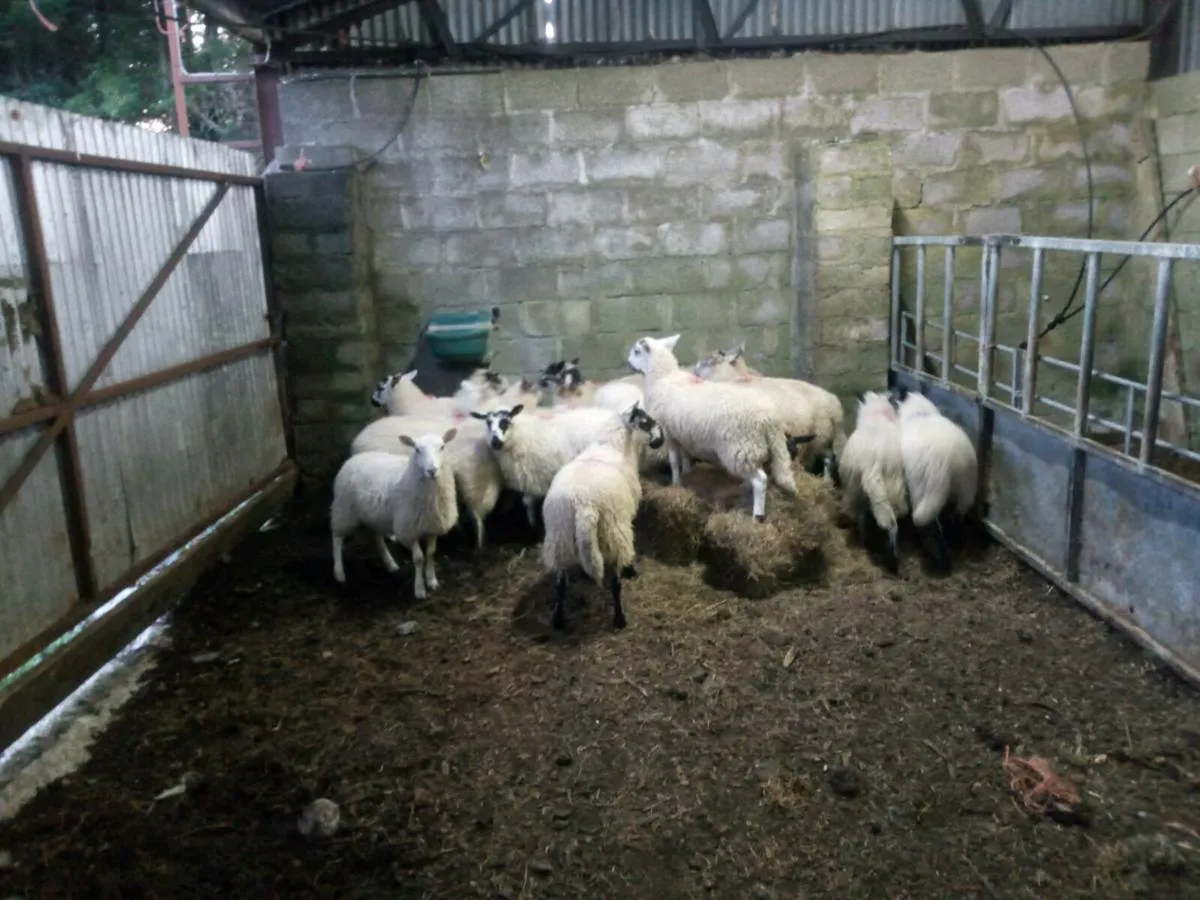 Full symbol organic ewe lambs - Image 1