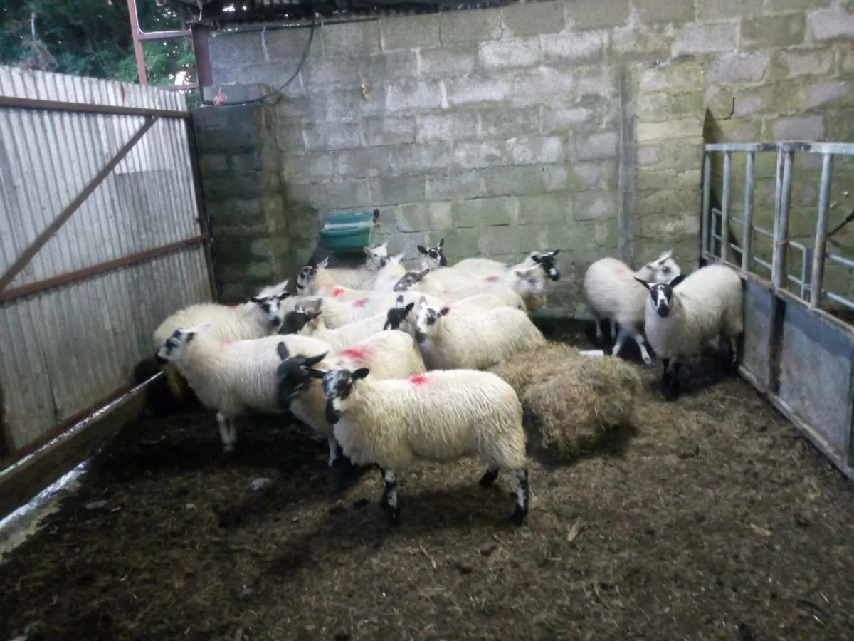 Full symbol organic ewe lambs - Image 2