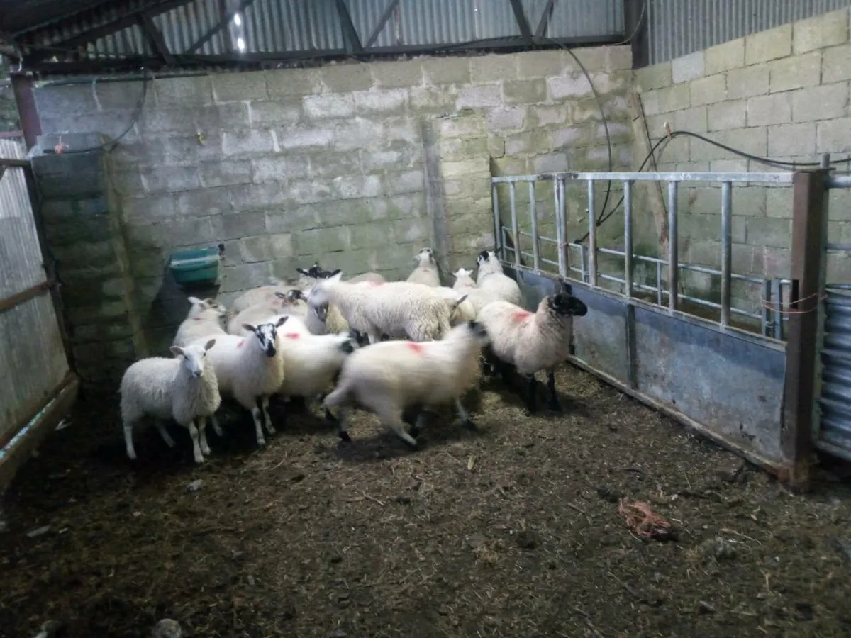 Full symbol organic ewe lambs - Image 3