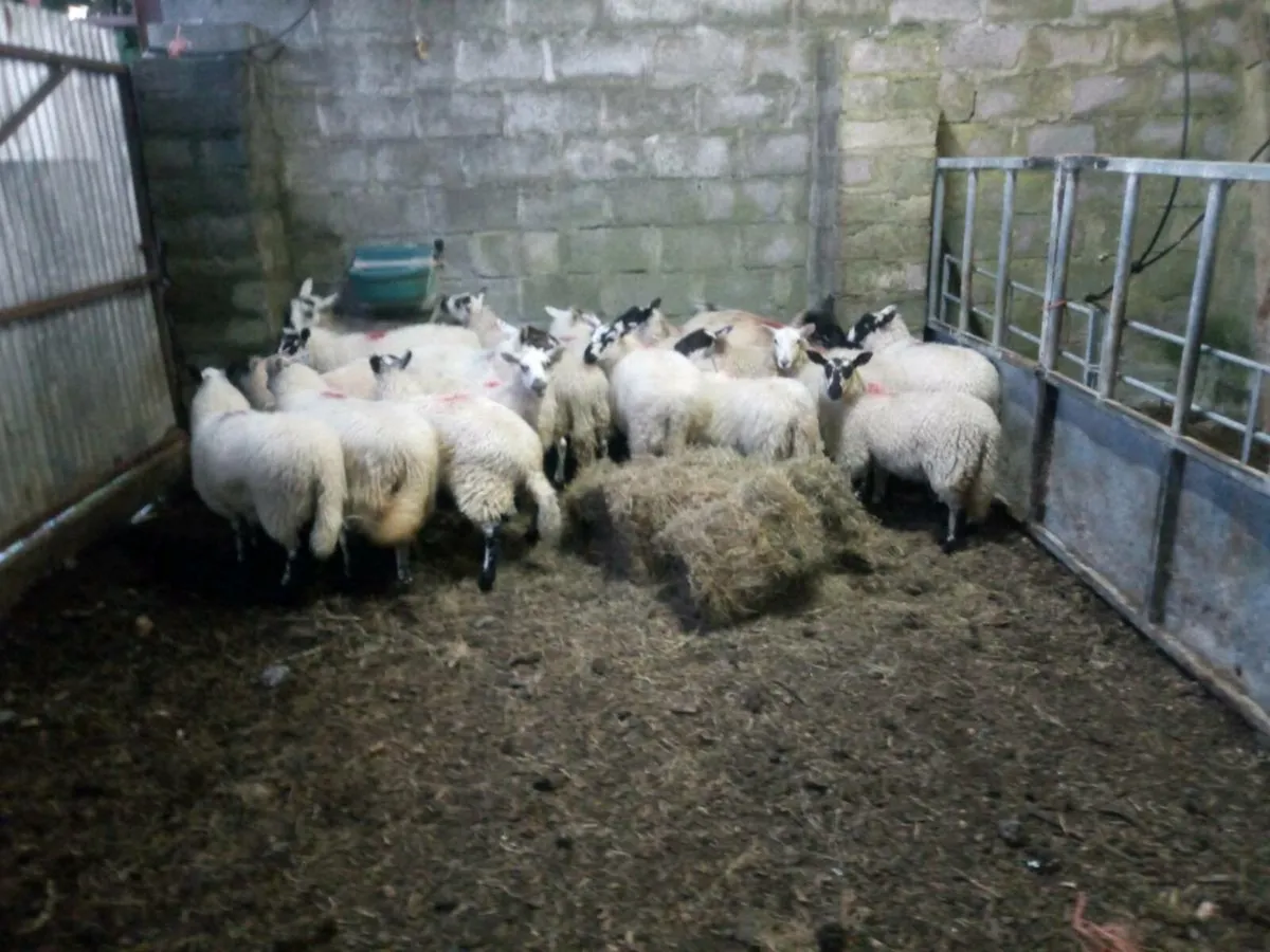 Full symbol organic ewe lambs - Image 4