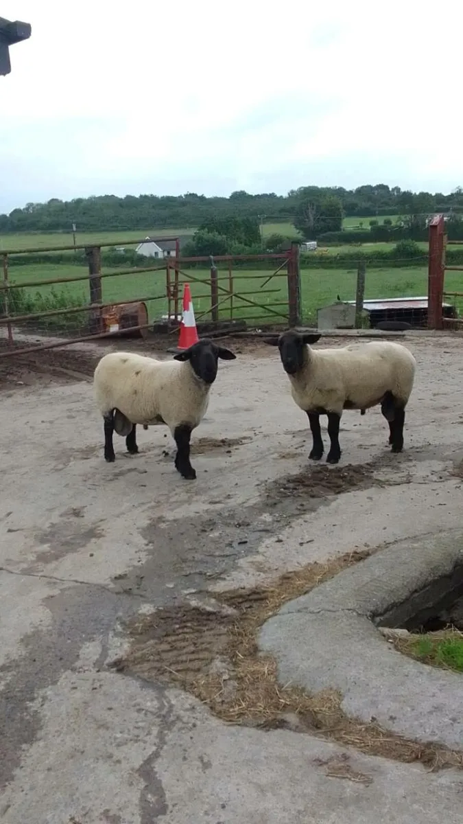 2 Rams for sale - Image 2