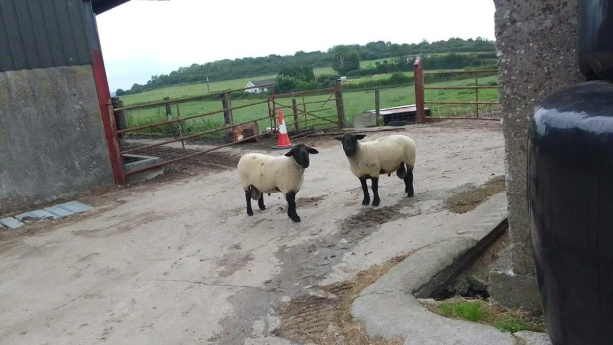 2 Rams for sale - Image 3
