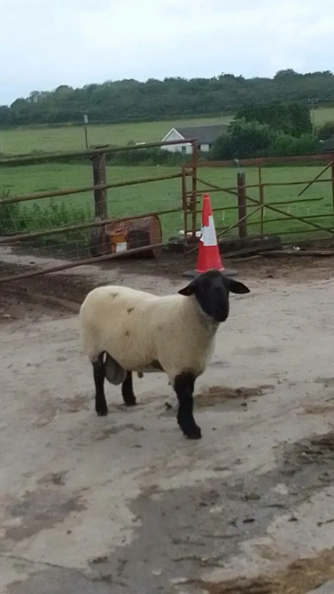 2 Rams for sale - Image 1