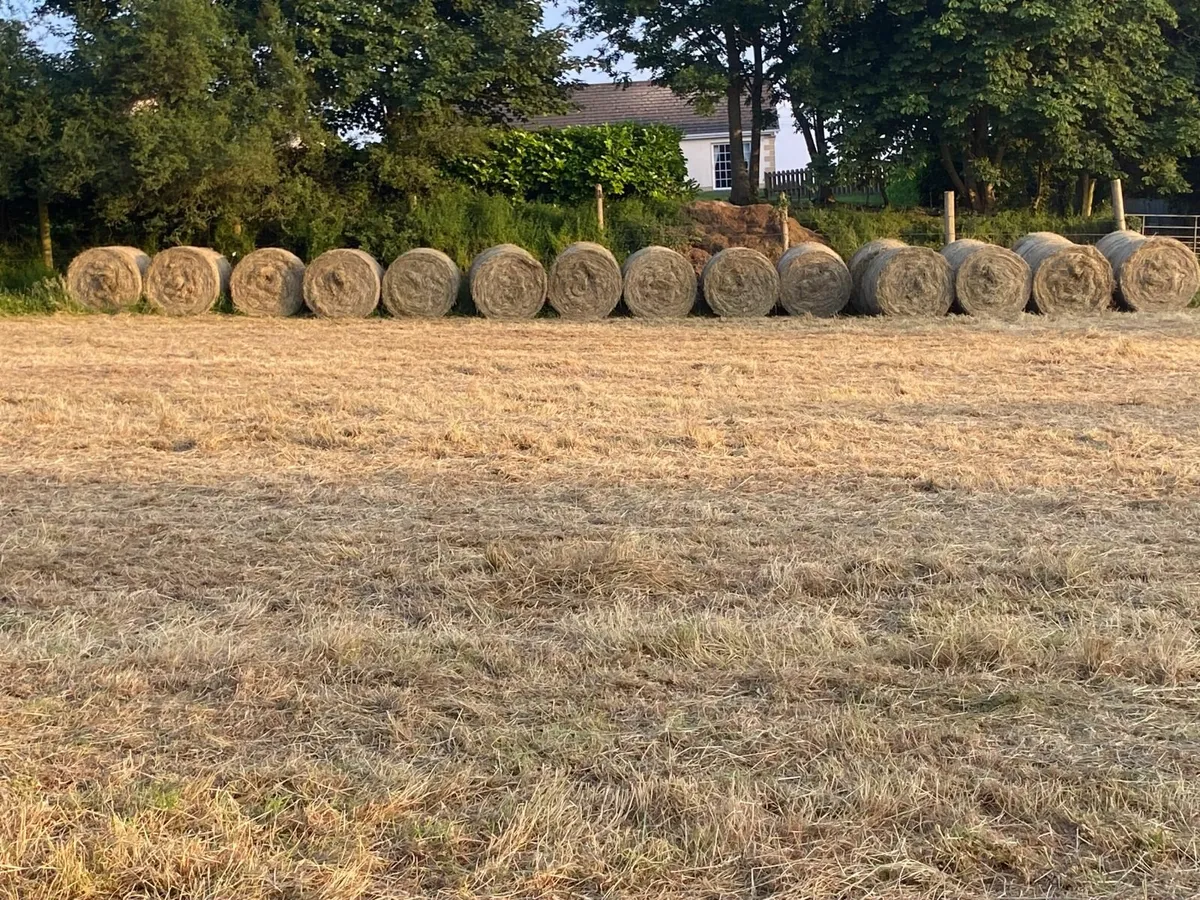 Hay