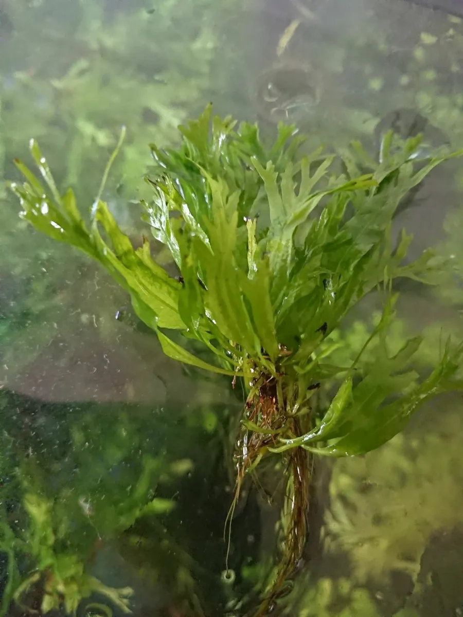 Aqua plant - live microsorum pteropus - Image 2