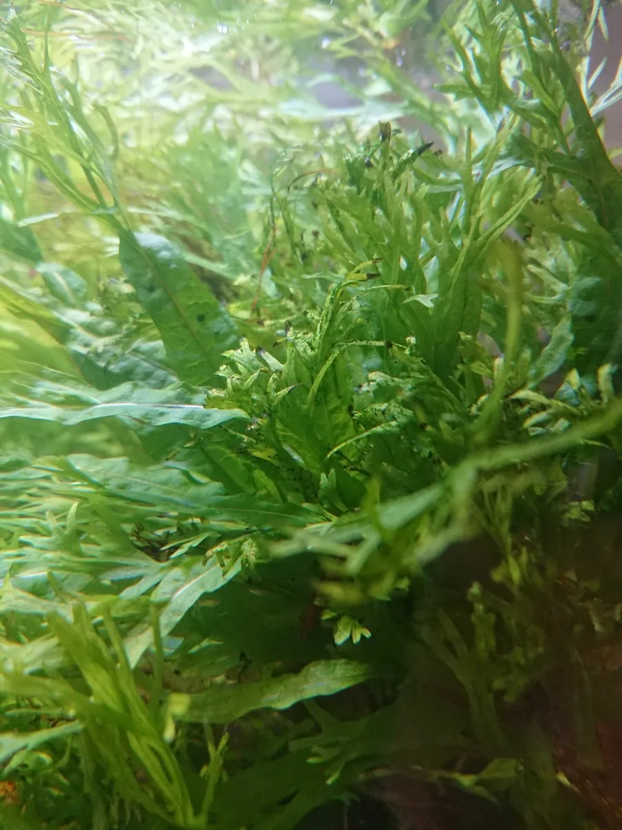Aqua plant - live microsorum pteropus - Image 3