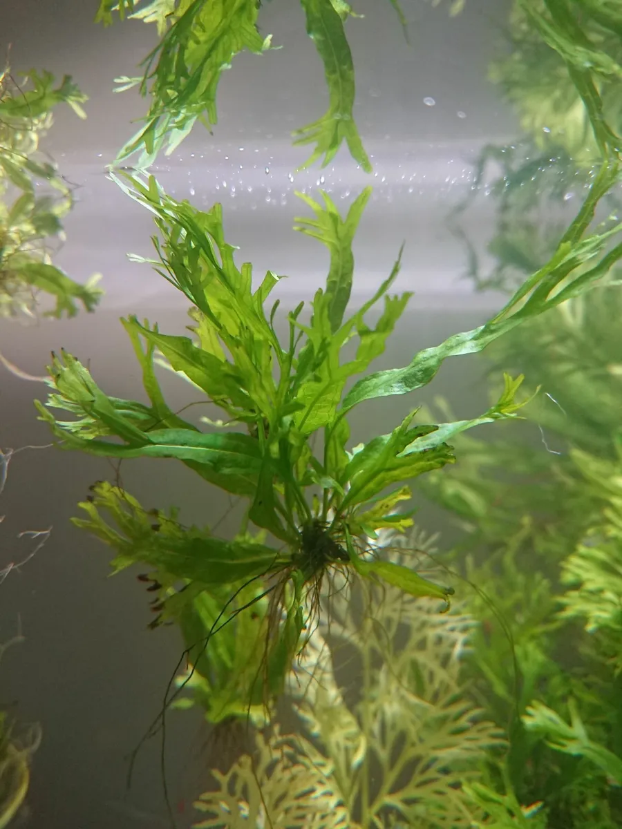 Aqua plant - live microsorum pteropus - Image 4