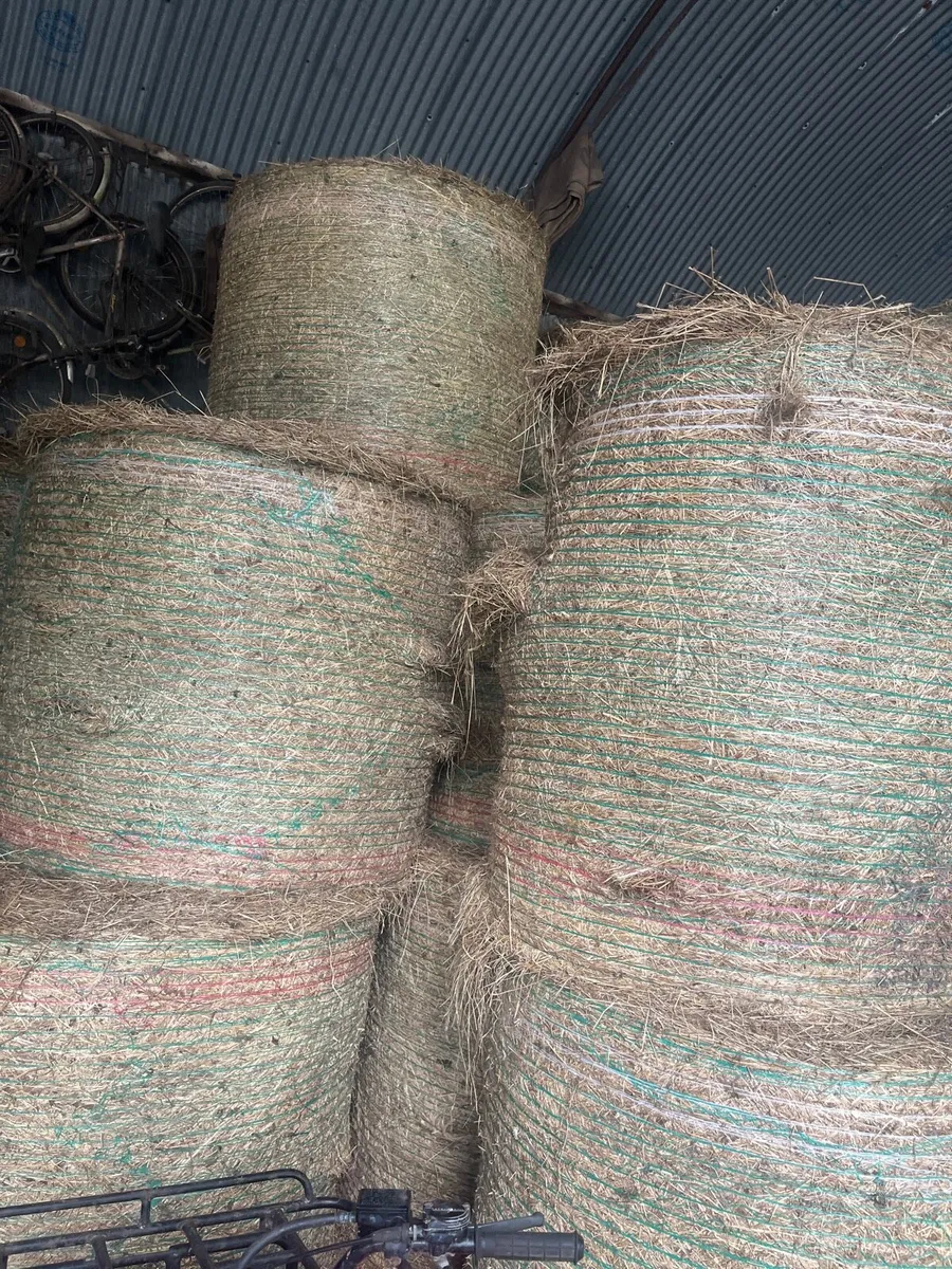 Hay