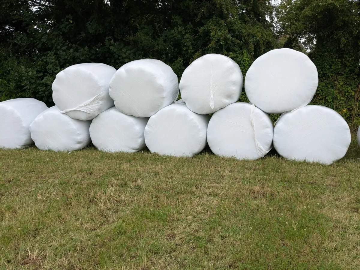 Silage bales - Image 2