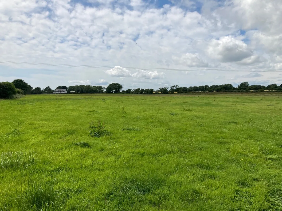 Grazing Horses/Sheep
