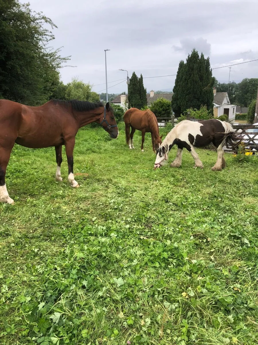 Horses for sale - Image 1