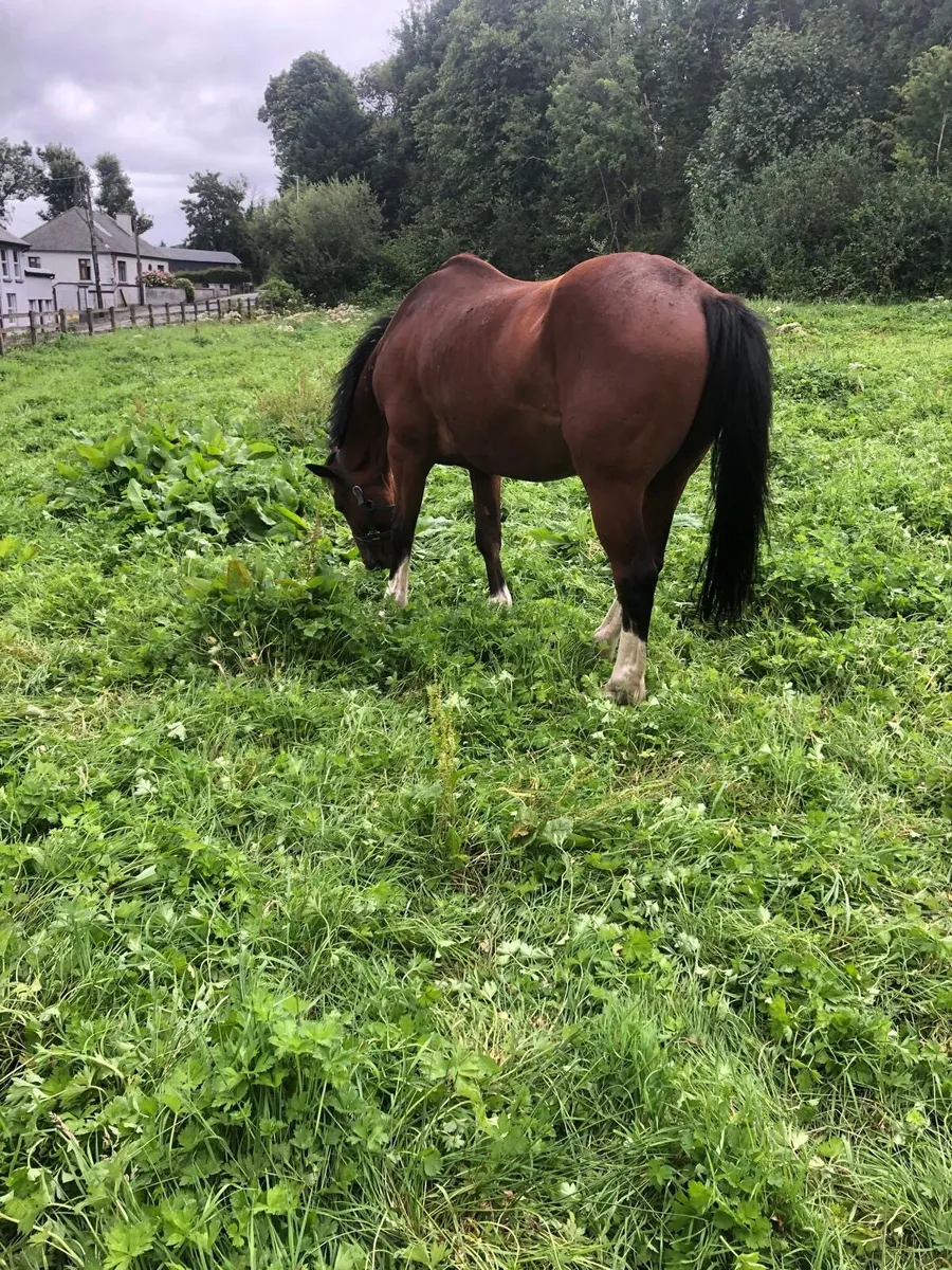Horses for sale - Image 2
