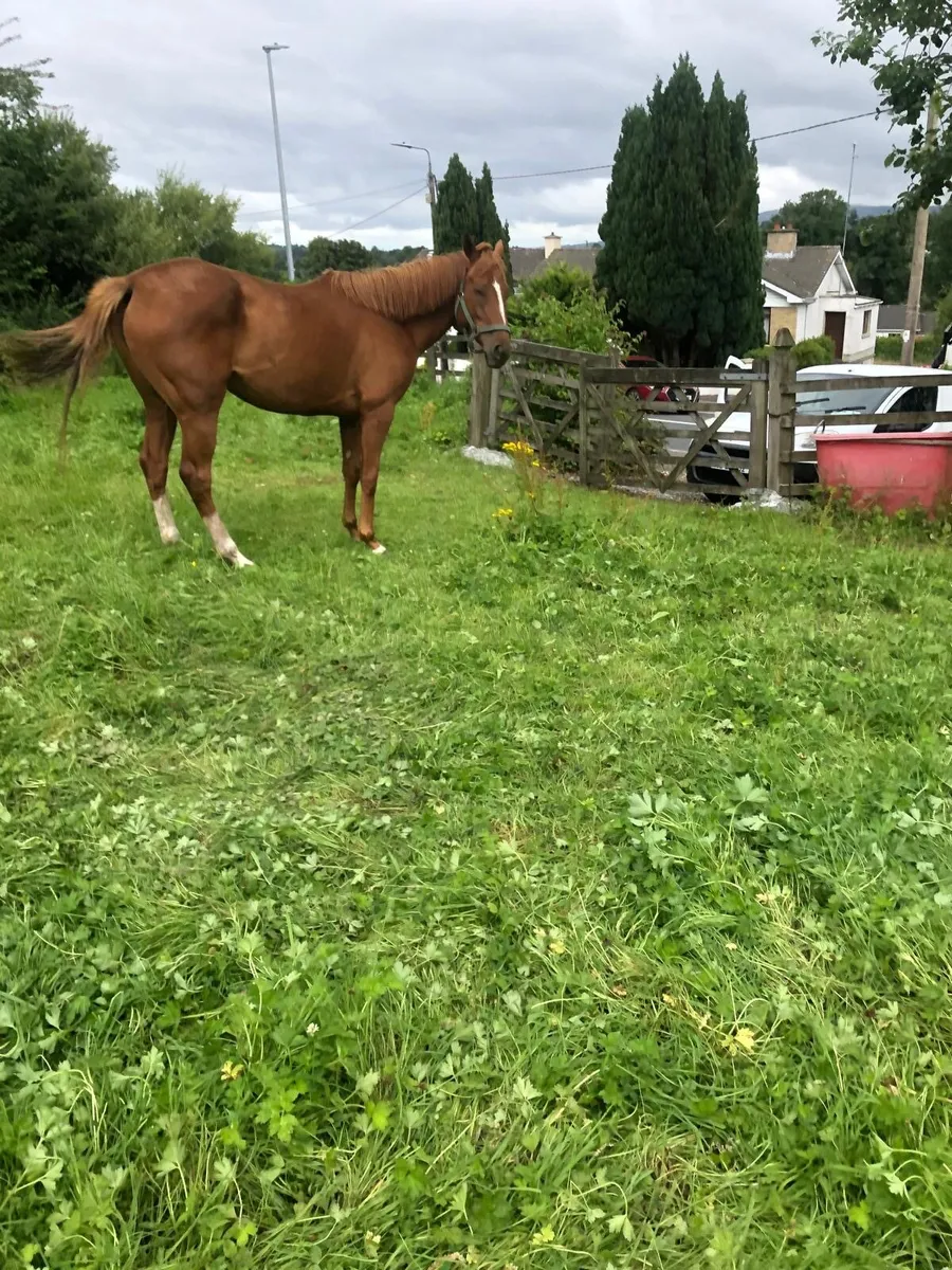 Horses for sale - Image 3