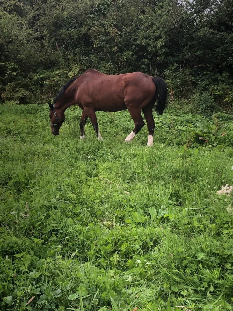 Horses for sale - Image 4