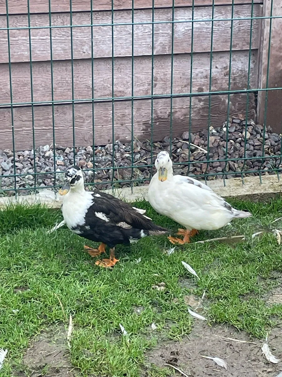 Call duck pair - Image 1