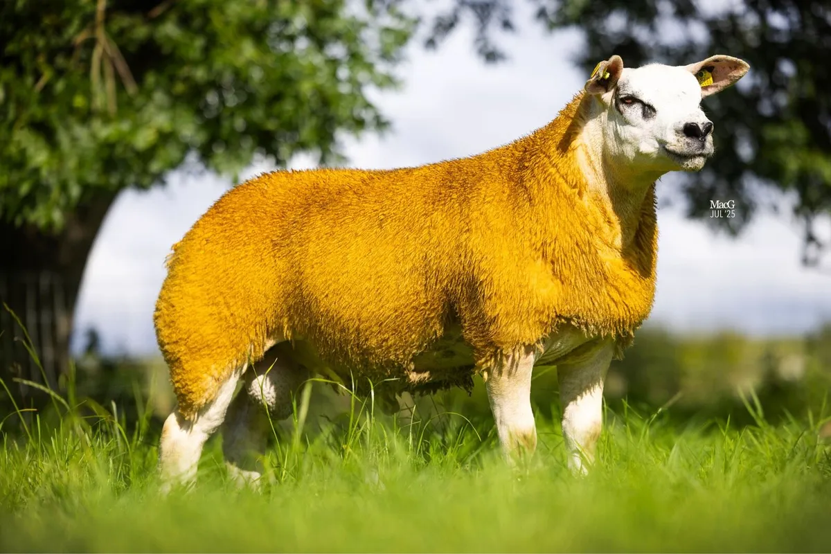 Selection of rams- Enniscrone Online sale - Image 1