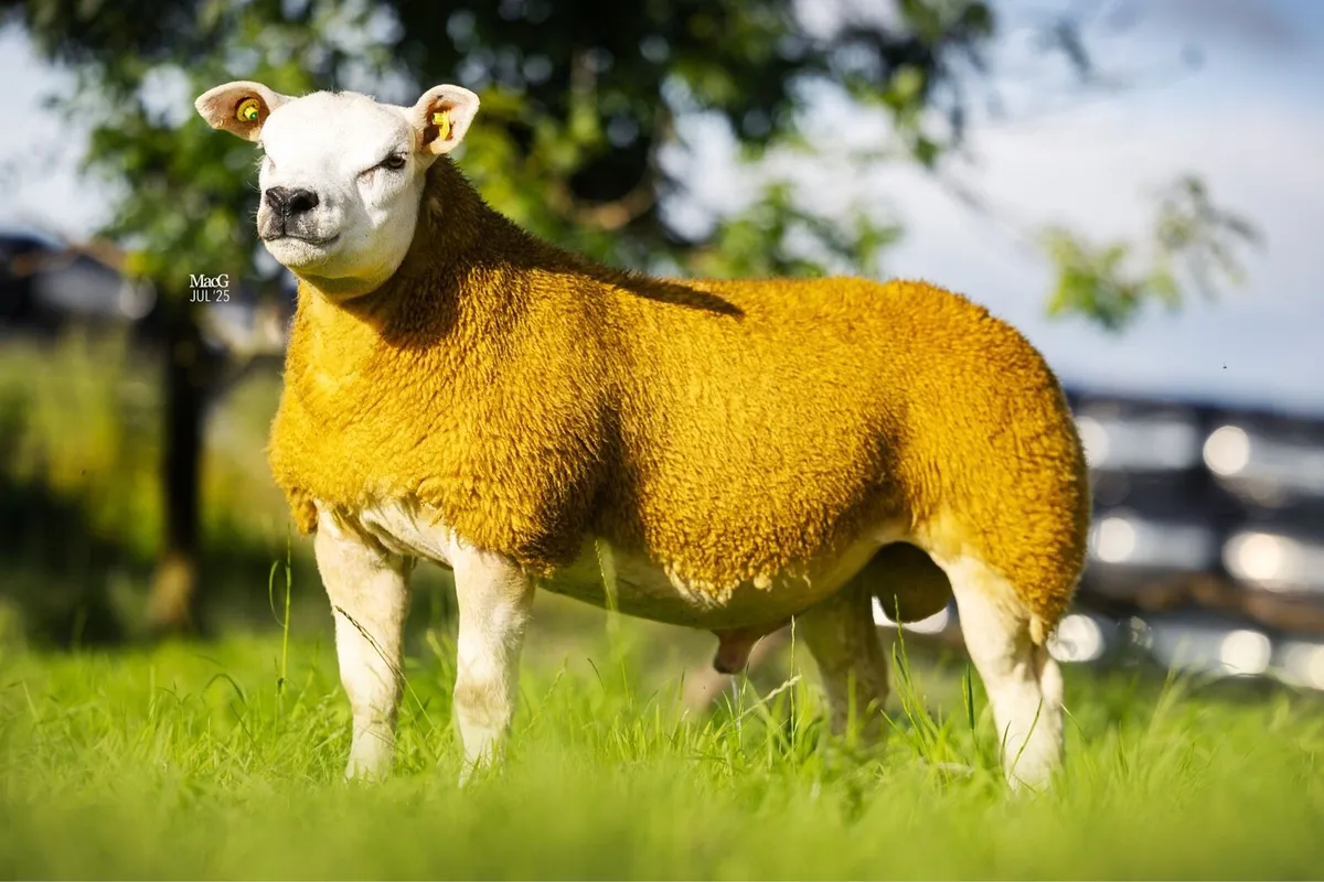 Selection of rams- Enniscrone Online sale - Image 2